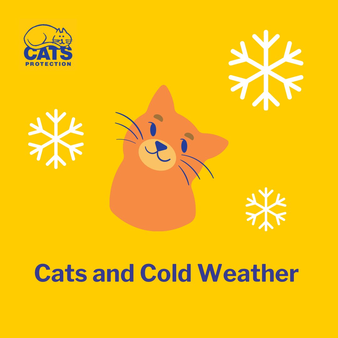 farnhamcats's tweet photo. Winter can be a wonderful time of year and there is nothing quite like snuggling up with a cat indoors during a cold spell. The cold weather can present a few risks to our feline friends however, so read our advice on how to keep your cat safe here: https://t.co/ygnAE4Qllw https://t.co/JRm1jV3OyM