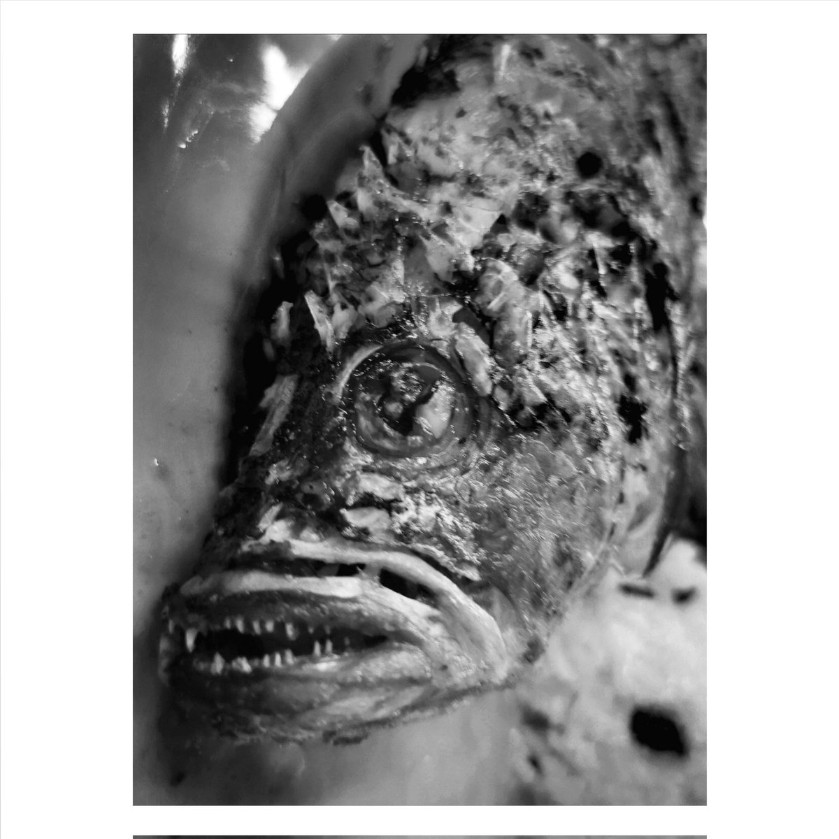 aprilisila's tweet photo. Dicen y dicen, pero, yo no creo en peces que  nadan kilómetros de agua salada, mucho menos en pirañas que ahuyan en medio de la nada con el inocente propósito de acariciarme un muslo. https://t.co/DJ5has4ZcY