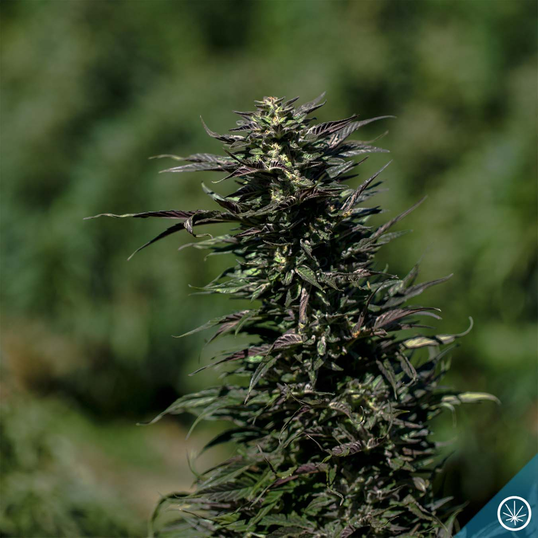 Pictured here is our brand new strain Rhombus. This cross of Black Eyed Katy and Fall '97 creates a beautiful vibrant green plant with hints of purple. We cannot wait to share our new masterpiece with Colorado! 🌱🏔❤️