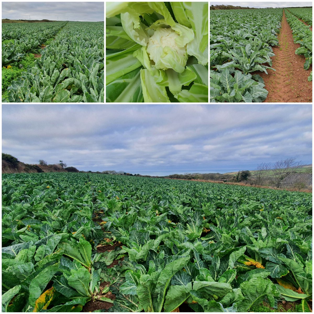 Brilliant day @PuffinProduce 👀 at brassicas-especially those ready to be bought @ Xmas through to May. Many thanks to Jeremy & Joe for looking after me.Crops looking 👌#Cauliflower #paciano #almeria #cartagena #nomad #seth #Tesco #welshproduce @BejoBenelux @Elsomsseeds