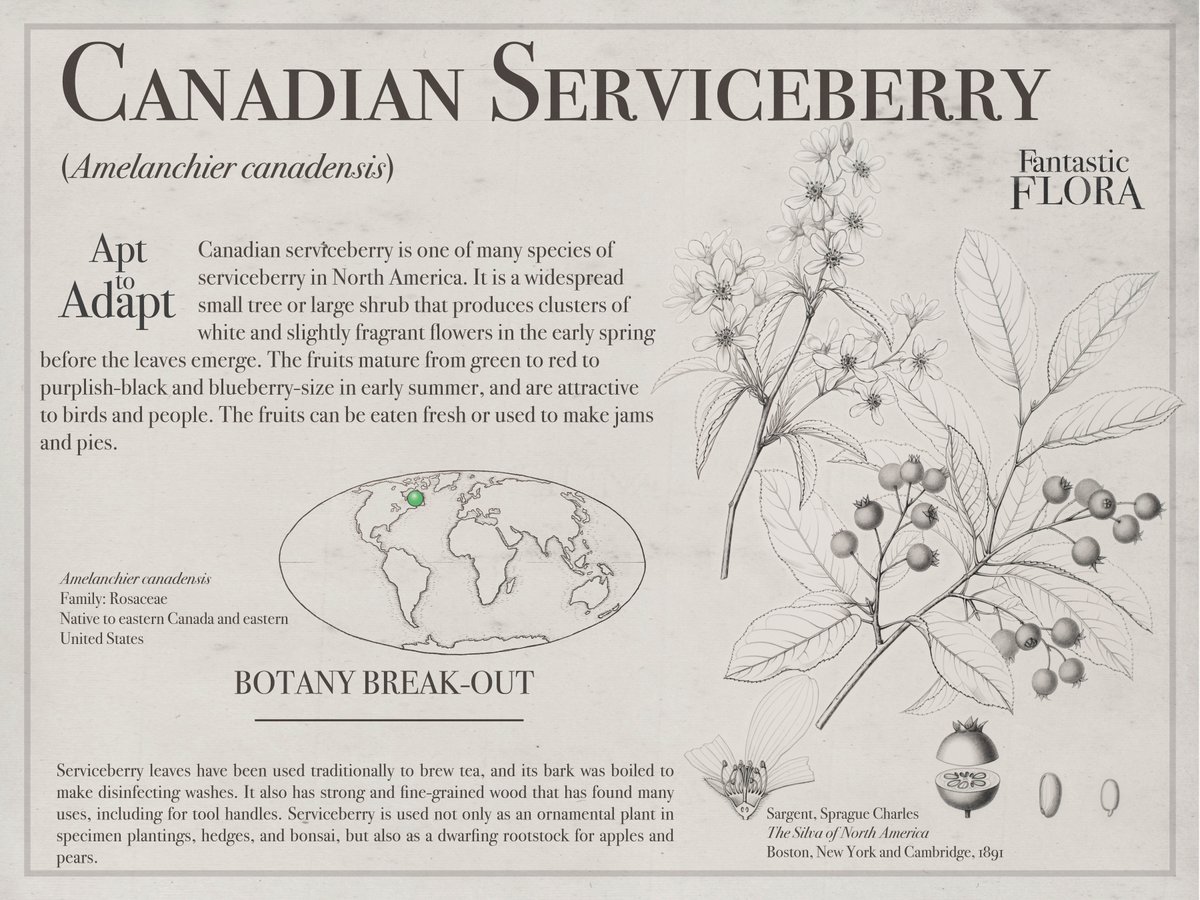 oak_spring's tweet photo. It’s #FantasticFloraFriday! This week's featured plant is at your service: the Canadian Serviceberry, which is one of many species of serviceberry in North America.  

Learn more about the world's wonderful plants at our #FantasticFlora website: https://t.co/p8stOP2Ceu. https://t.co/GOEj5HEkKv