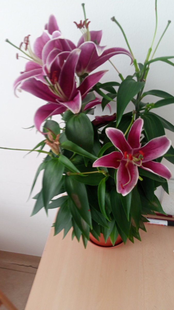 MoGuilty's tweet image. #Freude #Blumen Lilien sind Klasse