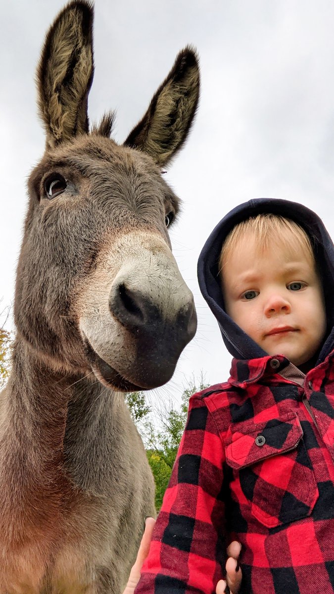 Levitas Project On Twitter RT dodo Donkey Has To See That His Human Brother Is Safe At 