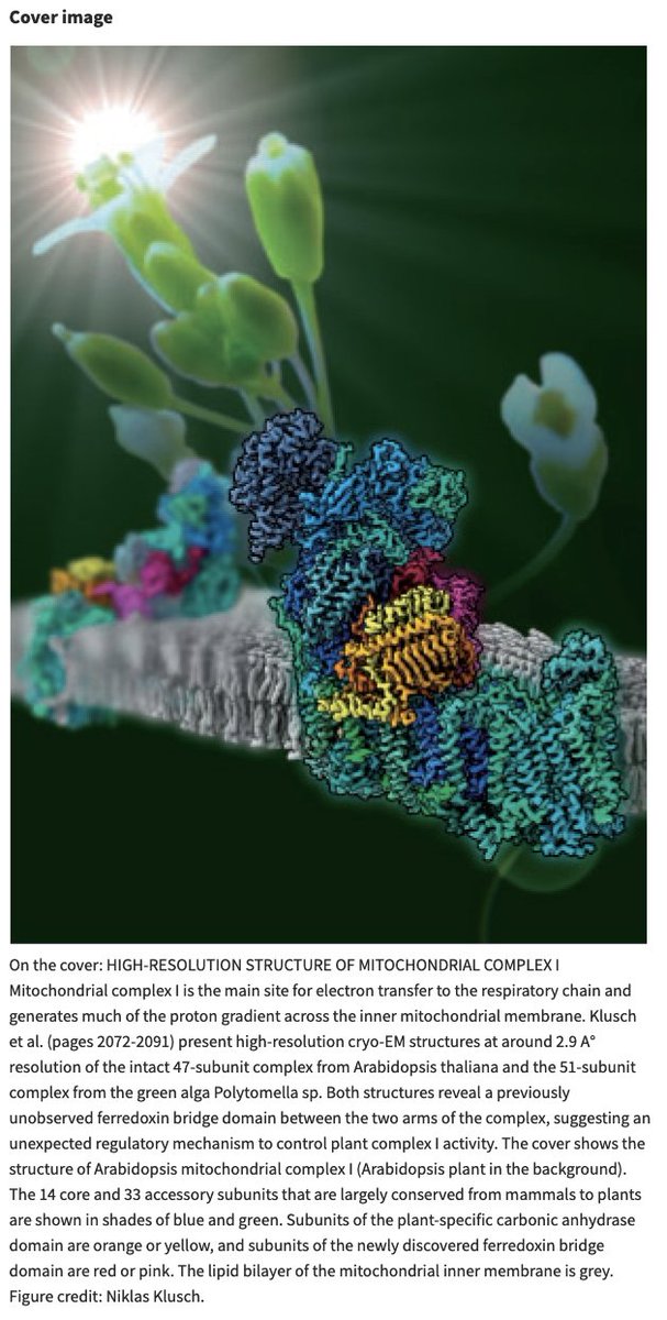 It's been a while, but it's still worth mentioning that the artistic image of Complex-I by twitterless Niklas Klusch <a href="/MPIBP/">Max Planck Institute of Biophysics</a> made it onto the cover of "The Plant Cell" <a href="/OUPAcademic/">Oxford Academic</a>.  
academic.oup.com/plcell/article…