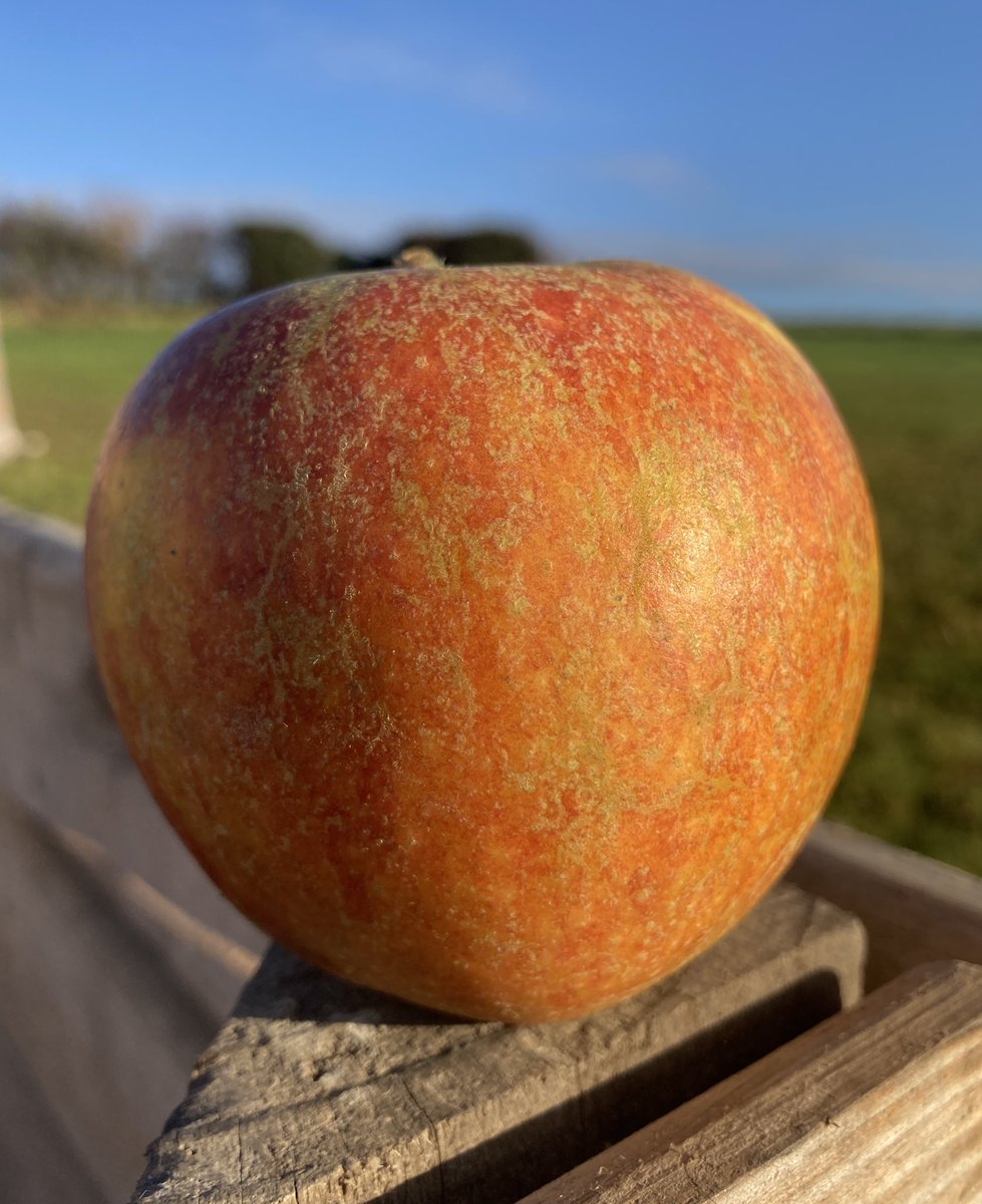 yorkshireapples's tweet photo. You can see why they are called Cox’s Orange Pippin - such a gorgeously, seasonal colour. You can almost taste the juice 🧡
#loveapples #coxsorangepippin #britishapples #seasonalfruit #seasonalflavour #beautifulapple https://t.co/9mVbBgvBeW