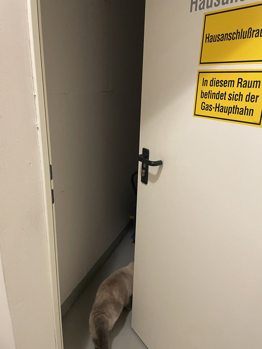buhashee's tweet photo. Each end every night, when things have settled a bit, Fluffy & I have our house inspection tour.
It is with great confidence that I now declare our basement #spiderfree. #CatsOfTwitter https://t.co/oJHK7aMBnK