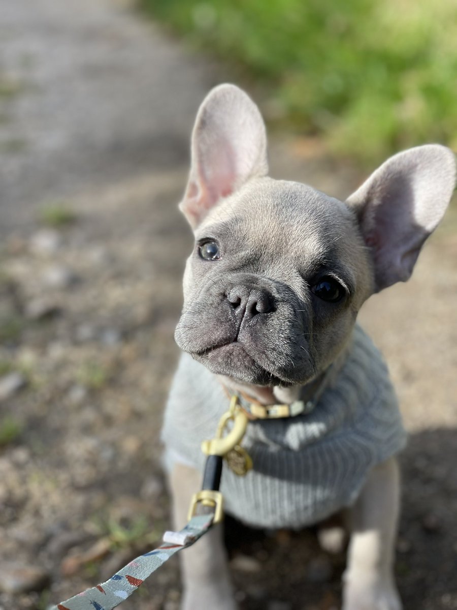 I now understand people who are fully obsessed with their dogs.  I literally love Nala so much it hurts 😂😂