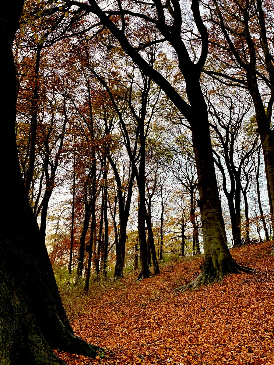 alison_woodall's tweet image. It’s definitely autumn … impromptu walk after the sheep decided to escape  #sheep365 #escapeartists  #autumn #YorkshireWolds