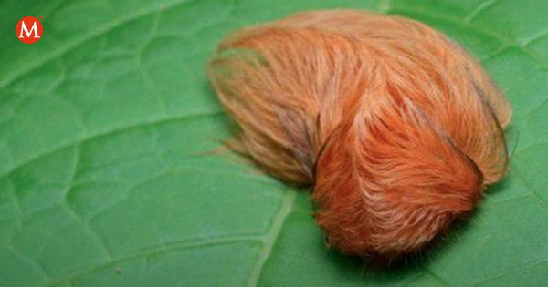 ¡No la toques! Esto es lo que debes hacer en caso de ver una oruga peluche

mile.io/3CJxE3p