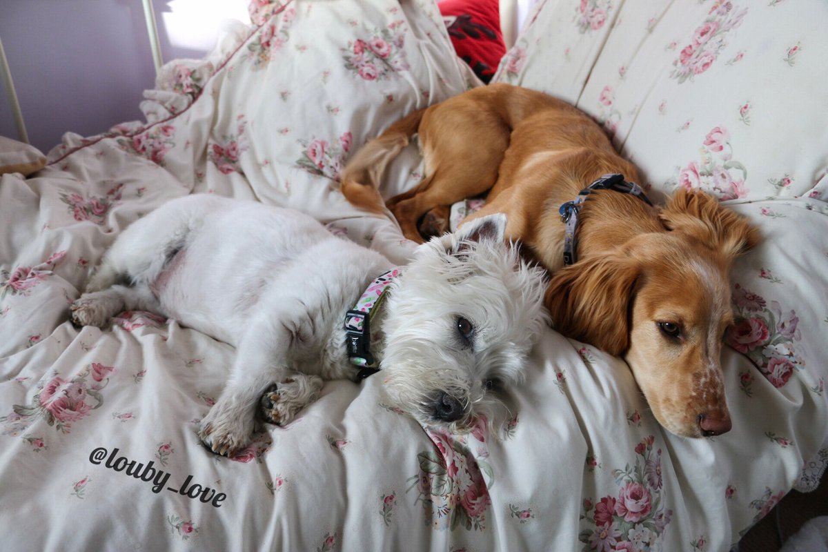 louby_love's tweet photo. Cuddle buddies! 🐾 https://t.co/NvuGGDBlWe