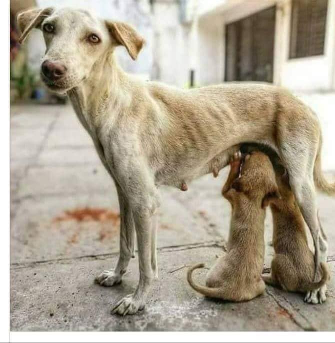 we SPAY/NEUTER Free to the poor but we need your help $$
facebook.com/potreropups.org
instagram.com/fionaanimalref…
#IBelieveinKindness