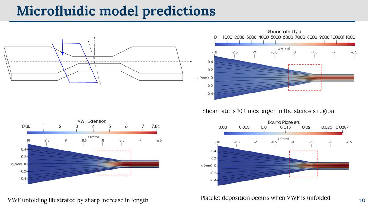Edwina Yeo (@edwina_yeo) on Twitter photo Really excited to be presenting at my first in person #apsdfd this afternoon! I will be speaking about my interdisciplinary work with <a href="/mathmowaters/">Sarah Waters</a>, J Oliver and N Korin's group at Technion on a reduced model for thrombosis in a microfluidic system at session T15.10. #APSDFD2021 Really excited to be presenting at my first in person #apsdfd this afternoon! I will be speaking about my interdisciplinary work with <a href="/mathmowaters/">Sarah Waters</a>, J Oliver and N Korin's group at Technion on a reduced model for thrombosis in a microfluidic system at session T15.10. #APSDFD2021
