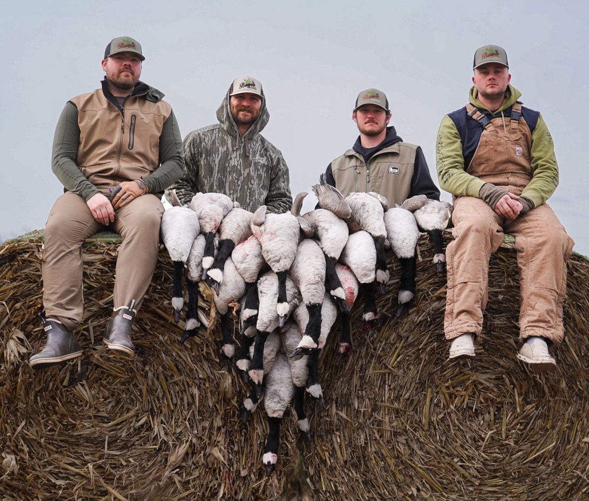 ccduckcall17's tweet photo. Honkers in the sugar beet fields!! https://t.co/AlueUk8mDW