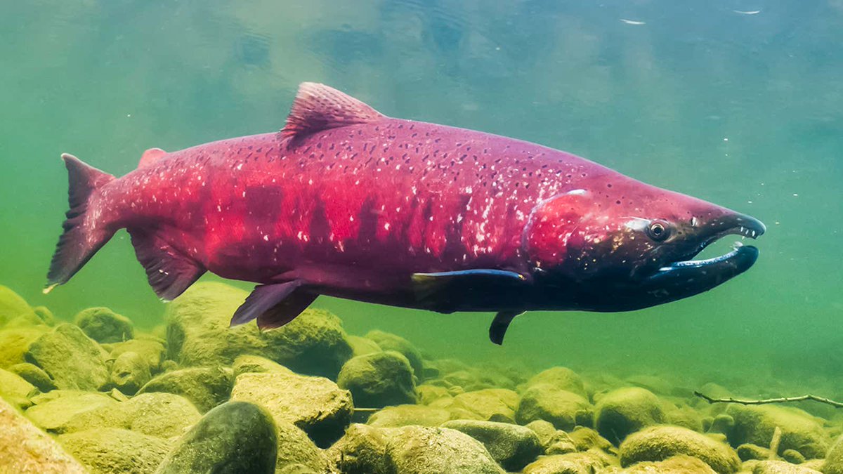 TheOnion's tweet photo. Fish Way Too High On OxyContin Runoff To Give A Shit About Species’ Inevitable Extinction https://t.co/423A0i2QwM https://t.co/WseIswRNml