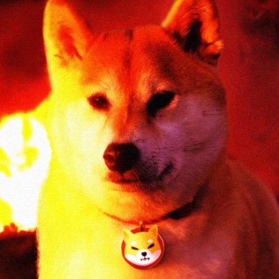 Shibainform's tweet photo. #NewProfilePic https://t.co/9qVYca44Vs