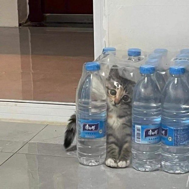 out of context cats (@petworld02) on Twitter photo 