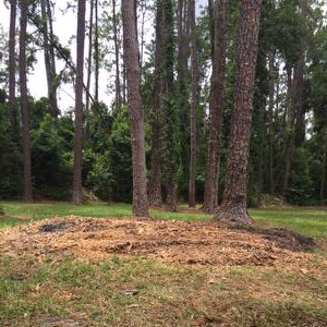 We offer Stump Grinding! Here a photo of a freshly ground stump. Contact us for stump grinding services. #stumpgriding #aboveandbeyondtreeservice