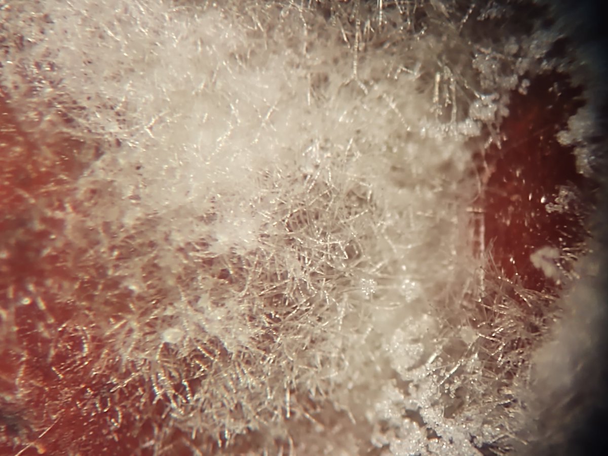LPatchBHS's tweet photo. Fungi Observations @BrevardHS notice hyphae-->mycelium mass and the spores from these mold species! #tcsyes #inmyclassroom #mycology https://t.co/DVVcXJs0AO