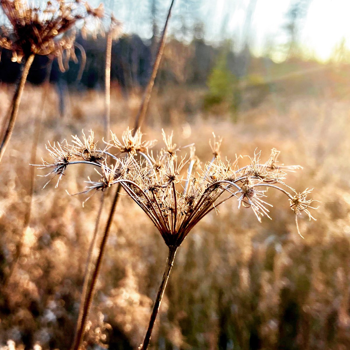 geekchef's tweet photo. Just because. #winteriscoming
#roadsideattraction
#morningwalk #dogwalker #naturephotography #nature #flowers #fall #morning #aylmer #aylmerquebec #outaouais #gatineau #shareyourweather #falllight #frost #sunrise @BlacksWeather https://t.co/nnWVOFDJwK