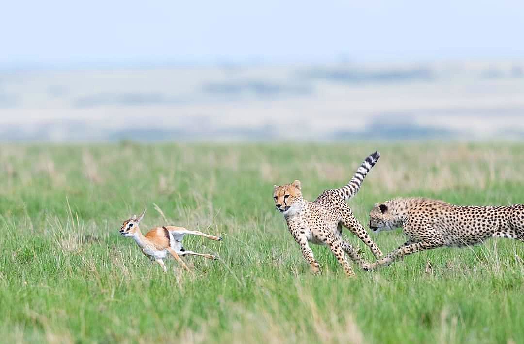 nimtreeWildlife's tweet photo. #Chase for life.

Nimah the #cheetah mother.

#hunt #chase #action #wildlifephotography
#masaimara #maasaimara #kenya #magicalkenya #photowildlife #photography #bigcats #cheetahhunt #africa #safari #safariphotography #canon #nikon #sony
#bbcwildlife https://t.co/xs7zM1xrMF