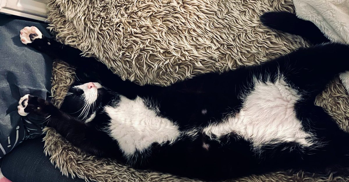 Biiig stretch 
.
.
.
.
#CatsofTwittter #catsofinstagram #Stretching #stretch #cat #kitty