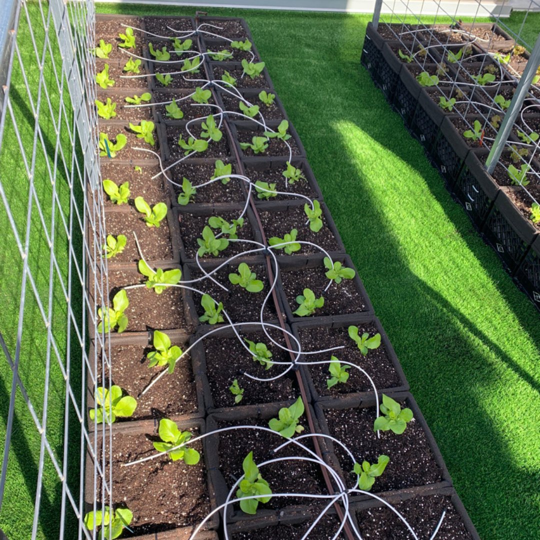 BosChildMuseum's tweet photo. (2/3) Next spring, visitors will be able to explore the garden—the soil, leaves, veggies, fruits, herbs, and more. They can connect with a farmer educator from our partners at @GCGrowers to ask questions and learn about local plants, observing how they change over seasons. https://t.co/enRLEGwmLY