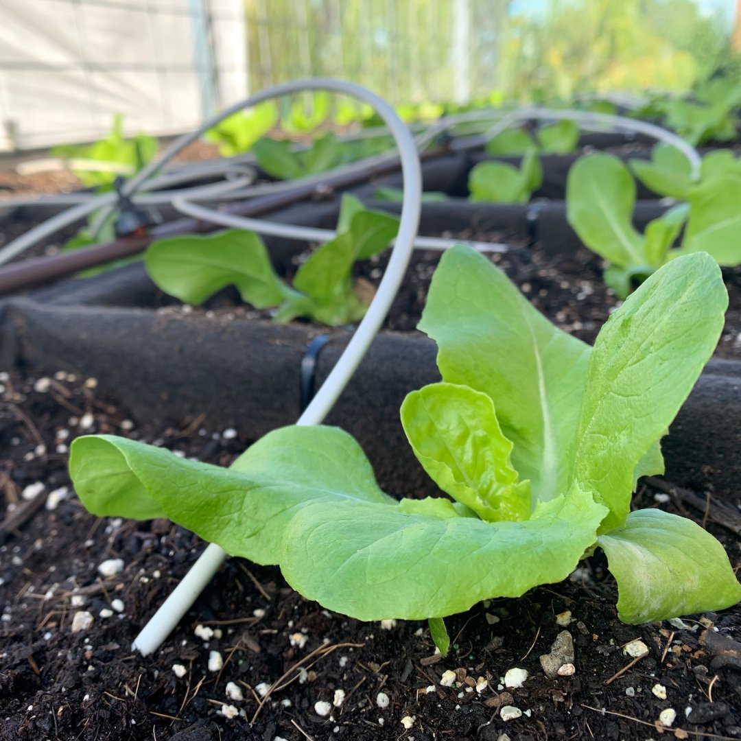 BosChildMuseum's tweet photo. (2/3) Next spring, visitors will be able to explore the garden—the soil, leaves, veggies, fruits, herbs, and more. They can connect with a farmer educator from our partners at @GCGrowers to ask questions and learn about local plants, observing how they change over seasons. https://t.co/enRLEGwmLY