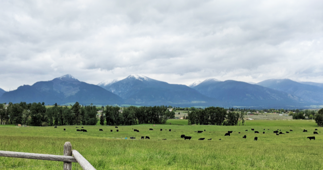 OpenLandMT tweet media