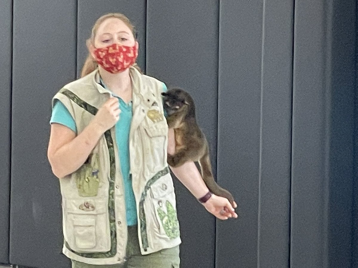 Koewers_Class's tweet photo. How do you wrap up a unit on animals?  We invited Silly Safaris to come teach our sts about animals of the rainforest. @CREhseIN @CRE_PTO @sillysafaris https://t.co/3x4c52iVA2