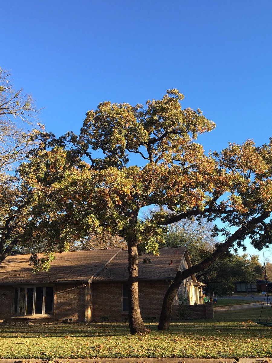 Keep Denton Beautiful tweet media