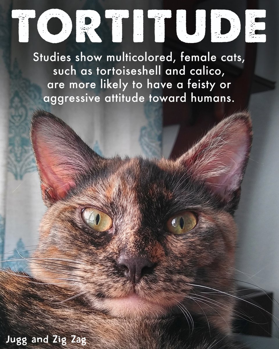 ColeTheBlackCat's tweet photo. We're curious... who else is owned by torties? 🤎🖤
What's your favorite thing about them?
#TortieTuesday #JuggAndZigZag https://t.co/hsQ8fFHGuC