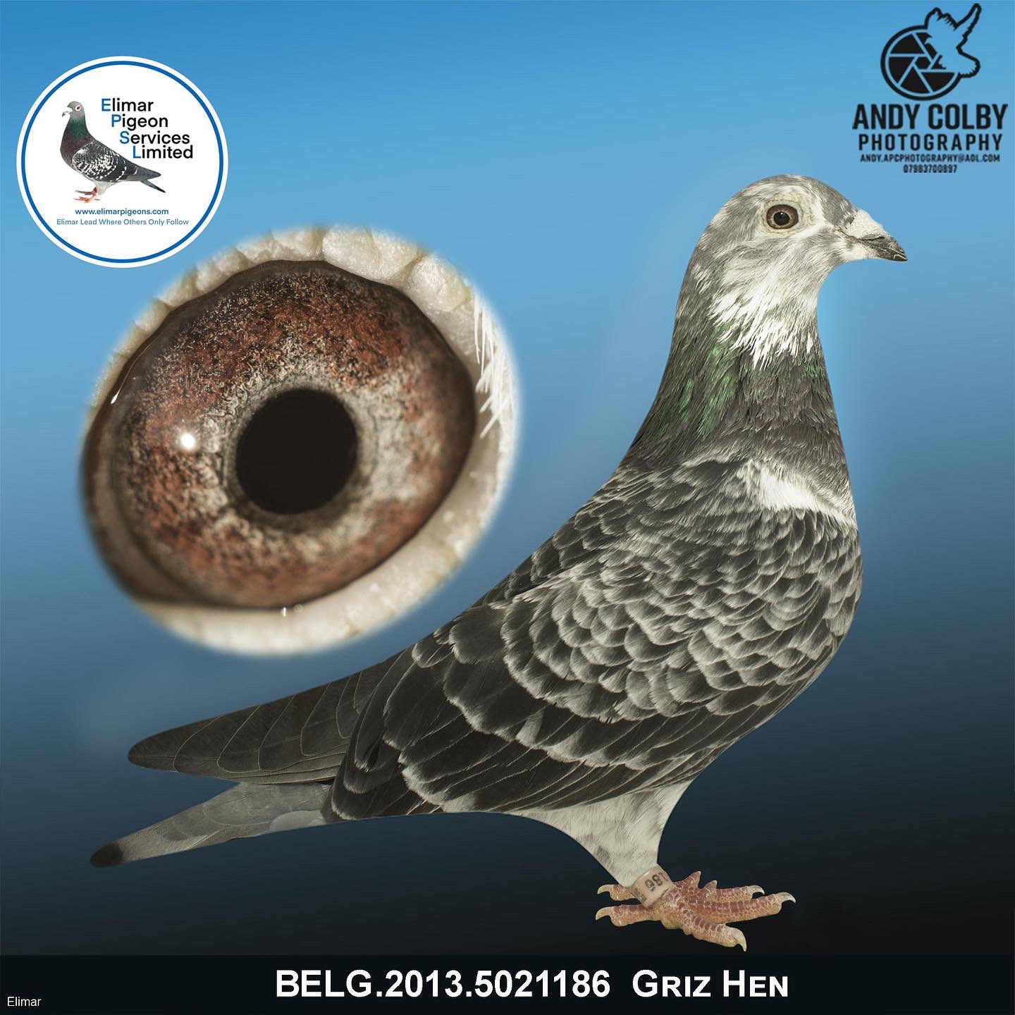 elimar pigeons services limited lesparkinson twitter