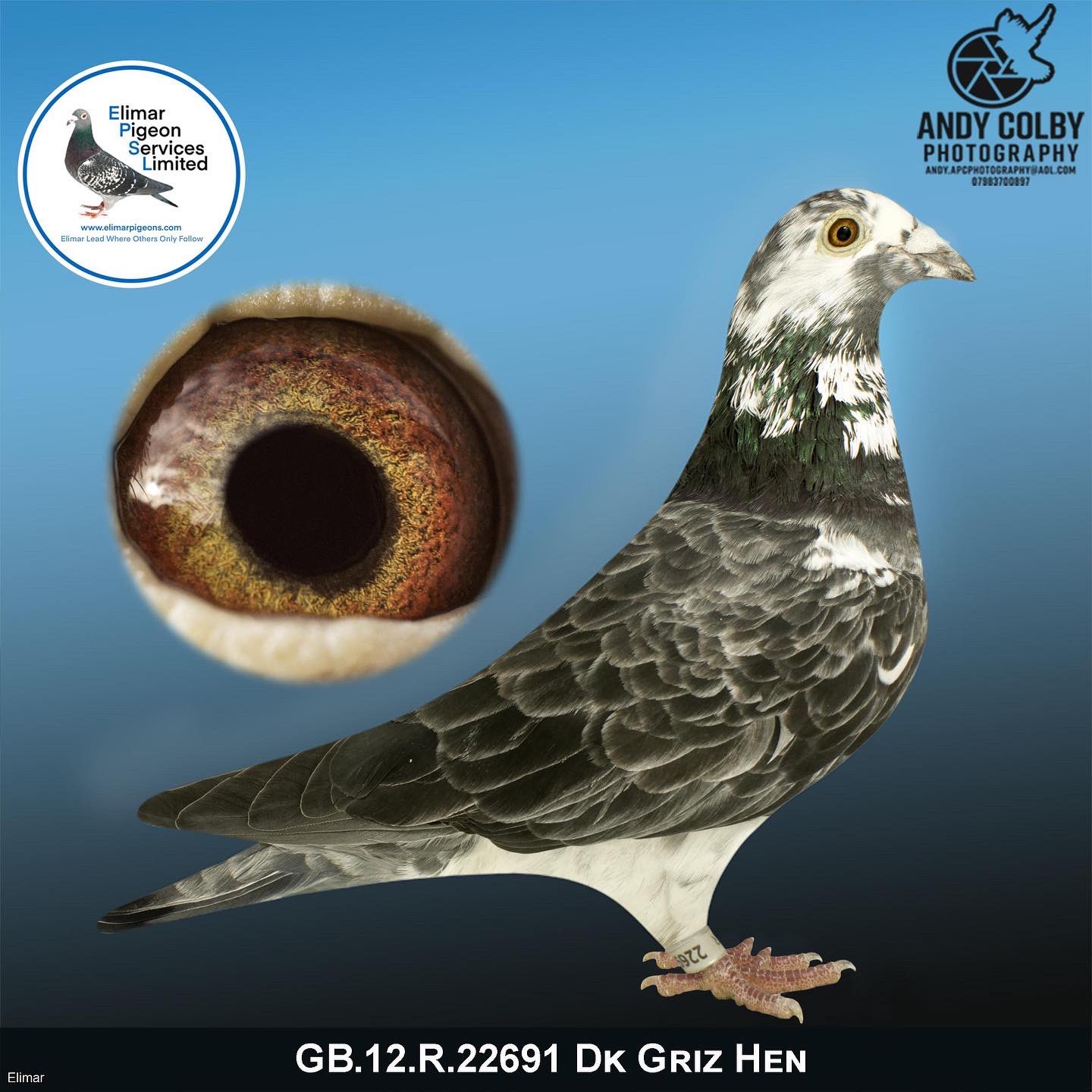 elimar pigeons services limited lesparkinson twitter