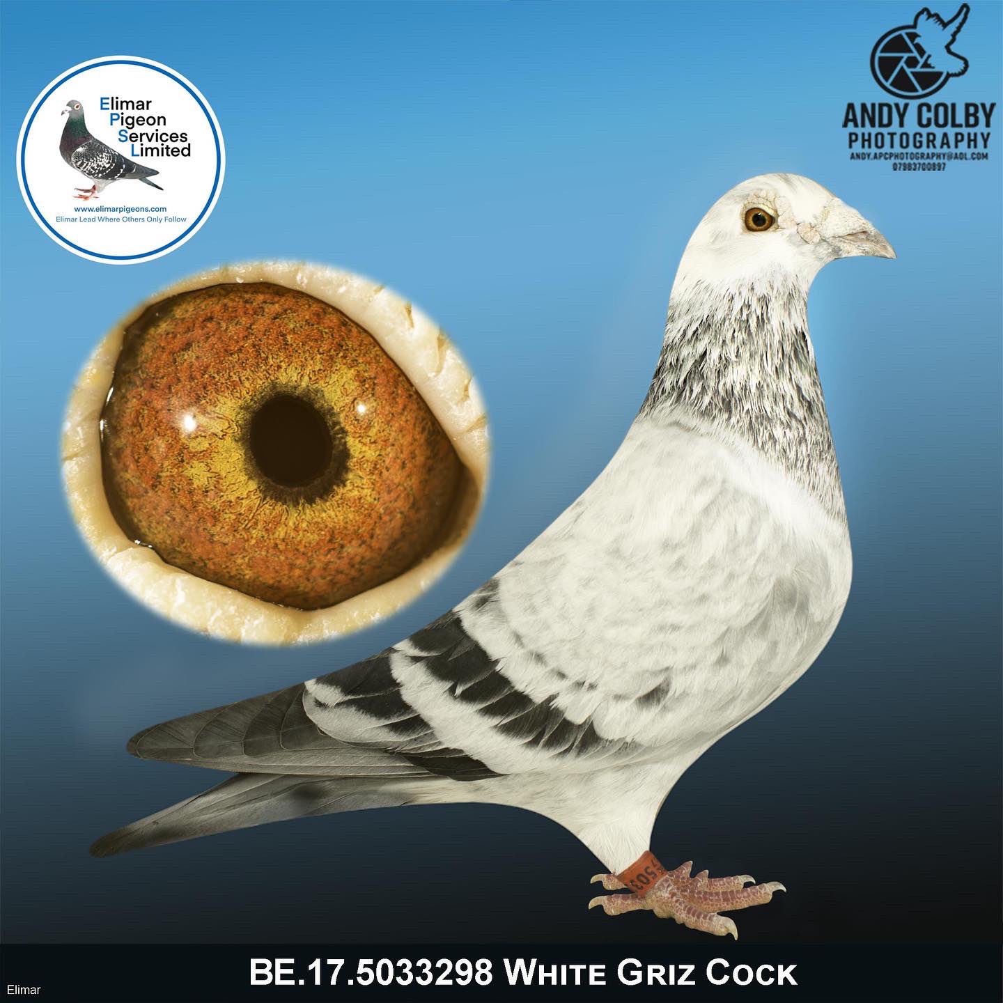 elimar pigeons services limited lesparkinson twitter