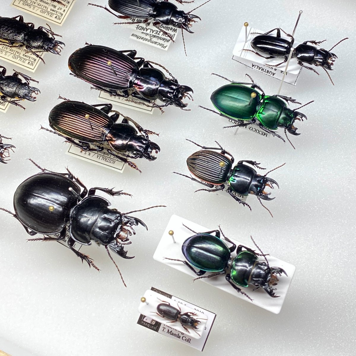 そろそろ寝るべくフェアにて購入してきた標本らを箱内に入れます。今は