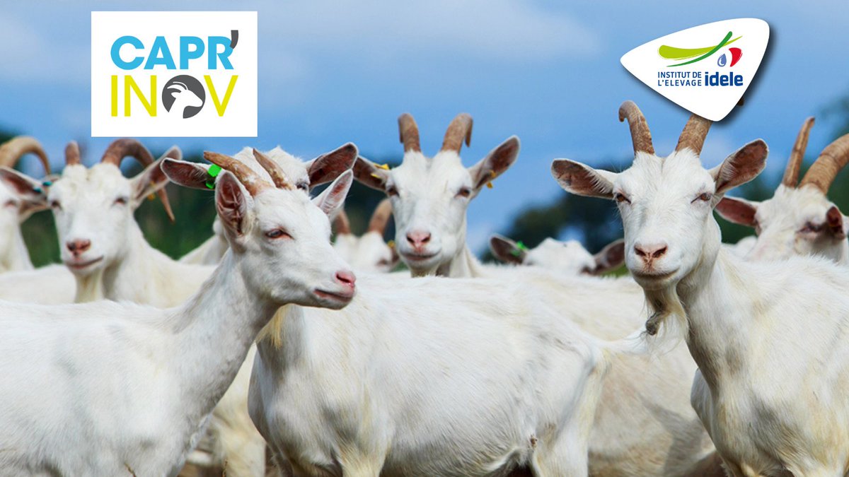 InstitutElevage's tweet photo. #CaprInov 2021 | J-1
Notre stand commence à prendre forme 😍
📅 RDV demain
➡ Rencontrez nos équipes sur :
✅ notre stand partagé avec la @EleveursChevres & @anicapfr
✅ les 2 espaces #CapriTech et #CapriTraite
Nous sommes presque prêts ⤵⤵⤵ https://t.co/J0b3d0CtoE