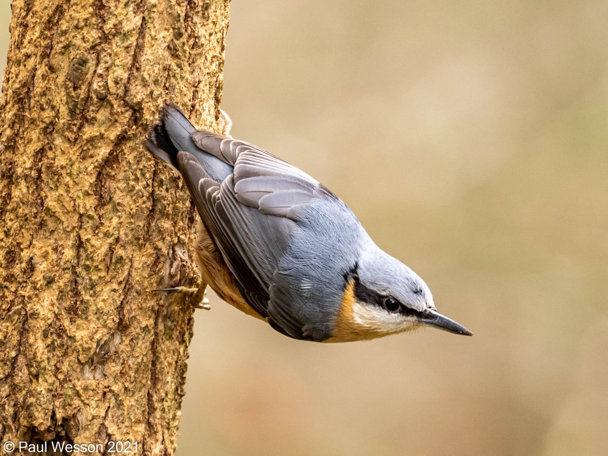 PaulWesson2's tweet photo. Nuthatch @NTCalkeAbbey https://t.co/2EjBr5BbP9