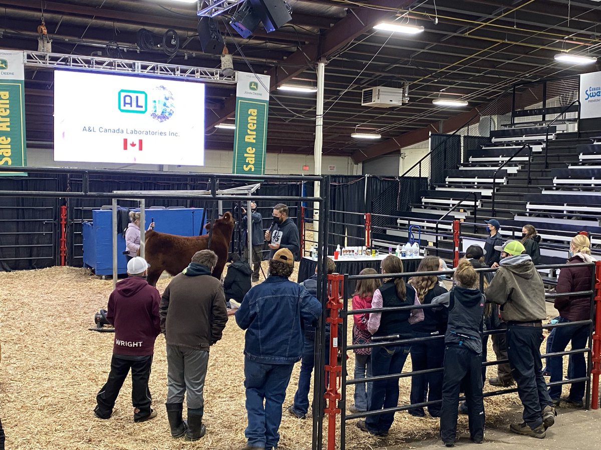 DebenhamJill's tweet photo. Grooming demo yesterday by @SmythTyler, who did a great job! Caught the pic as @ALCanadaLabs  ad scrolled across monitor! @Agribition https://t.co/jY4sOH9ShJ