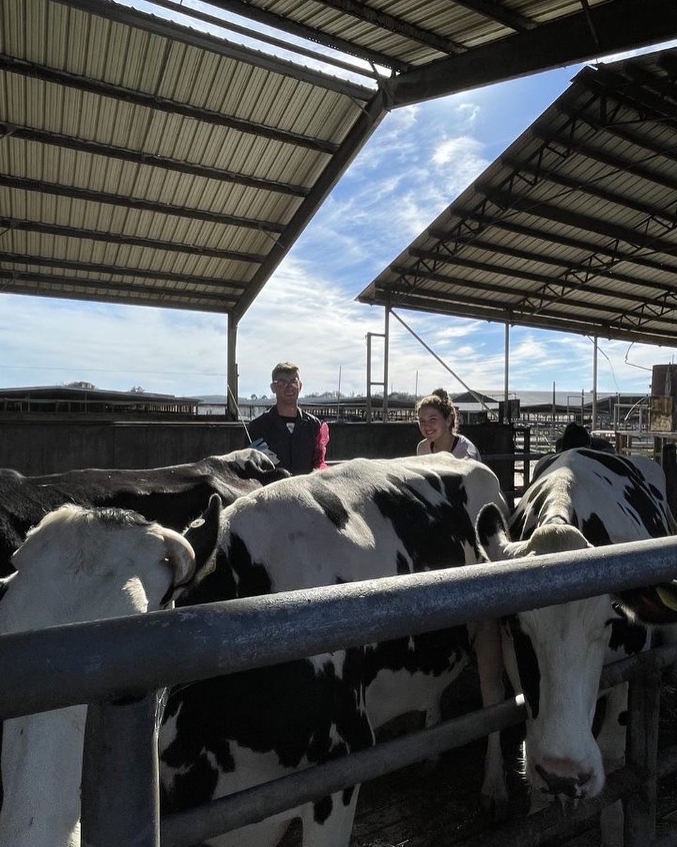 UF Dairy Science Club tweet media