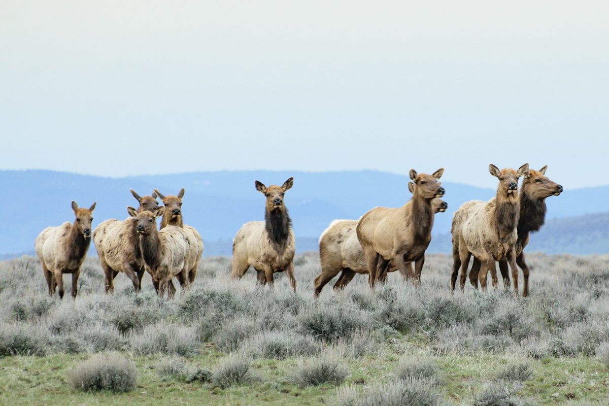 DesNatlForest's tweet photo. #DYK 🦌Winter range closures begin 12/1 - 3/31. Closures are meant to reduce disturbance to wintering deer & elk in critical habitat. Know where winter range closures are in effect & how you can reduce impacts to deer on winter range:https://t.co/mPg5gCfiex
📸: Andrew Walch, ODFW https://t.co/7w53tTAJl7
