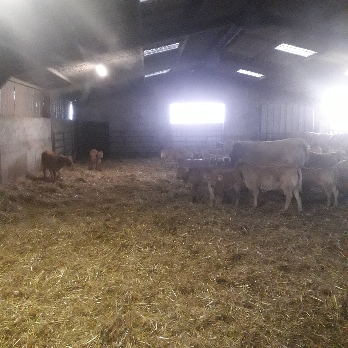 Ça y est l'hiver est lancé nous avons rentré pratiquement 75 vaches et tous les petits veaux sont désormais dedans bien au chaud.
Une nouvelle saison pleine de travail s'annonce à nous.