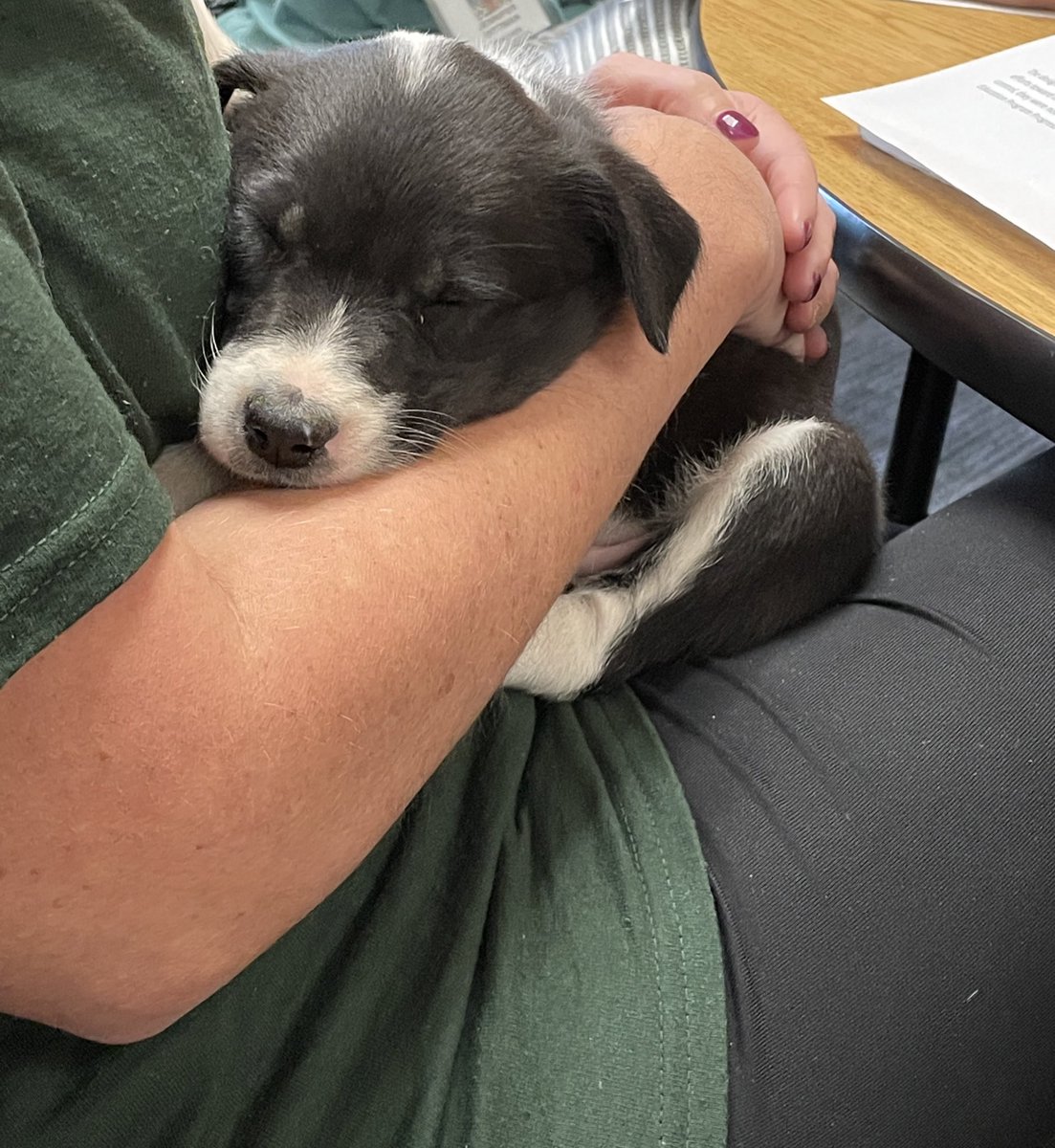 Shawn Reed tweet media