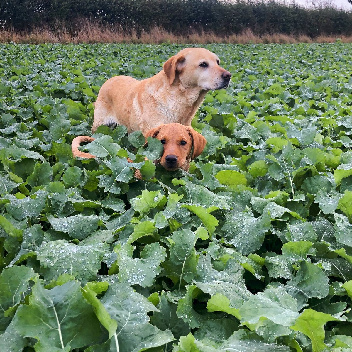 KWSUKLtd's tweet photo. "Absolutely stunning!" 😍
A statement that applies to the dogs AND this cracking crop of Campus!

📸: @SteadyDave1 
#Dogronomy #IloveCampus #SeedWithSpeed #myKWSjourney https://t.co/Tgs3FGEUqc