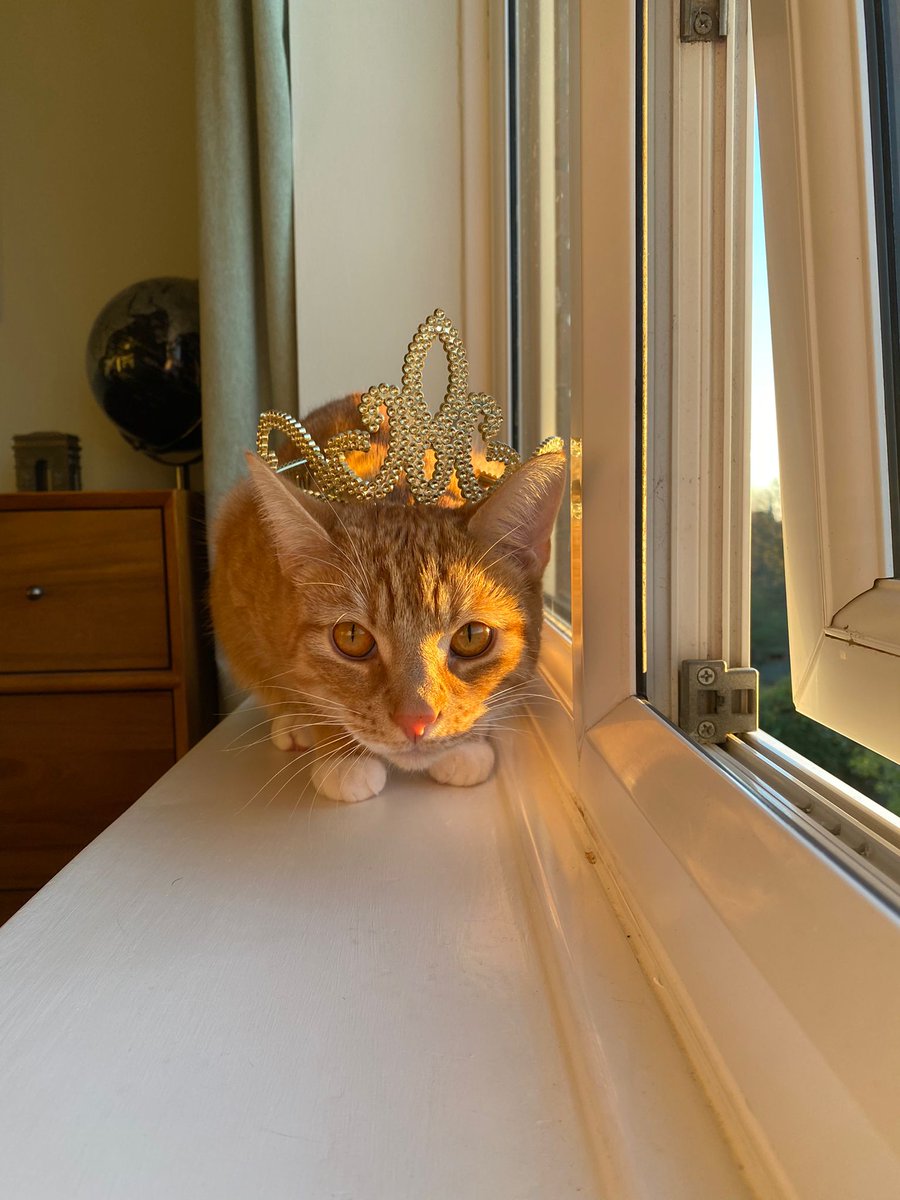FaberChildrens's tweet photo. Our Faber cat has taken inspiration from Royce's very regal selfie attempt, although in this case a little more insta vs reality?👑 #Gilded #YAReadalong https://t.co/Hvp9tUj5tP https://t.co/wK1hY32Y3l