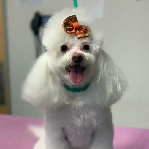 Who doesn't love a good makeover? 💅 Swipe to see Siri's frizzy to fabulous #Transformation! #FurrPetSpa

✂️ Groomer: Cody C.