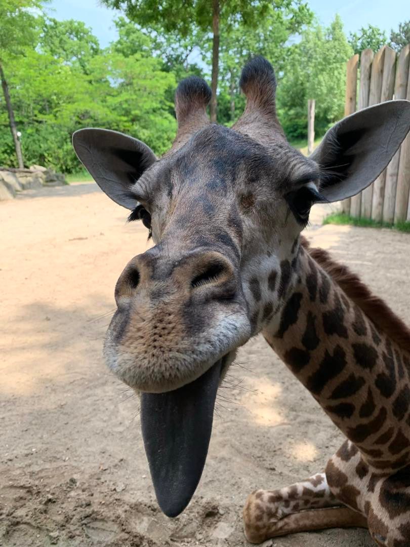 CincinnatiZoo's tweet photo. Happy Birthday to this silly boy! Theo is 2 years old today! 🦒 https://t.co/6SFzytPrY1