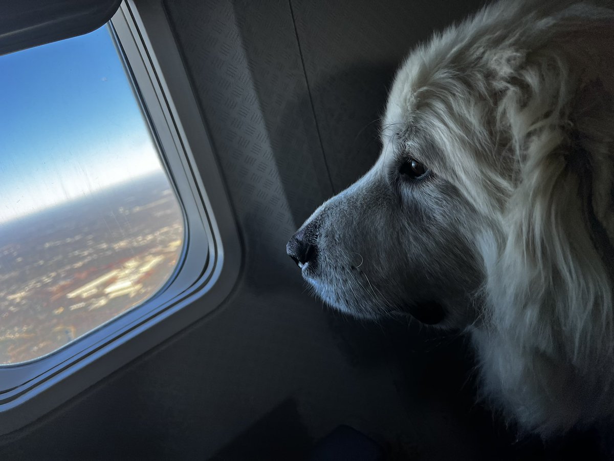 ChrissyJStarX's tweet photo. @angelobav @FOX61News Thank you for all the ❤️. Walter flew the fluffy sky’s like a champ! He is now ready for some Turkey.  Time to land. #HappyThanksgiving2021 #AmericanAirlines #Fox61News https://t.co/193171WV2A