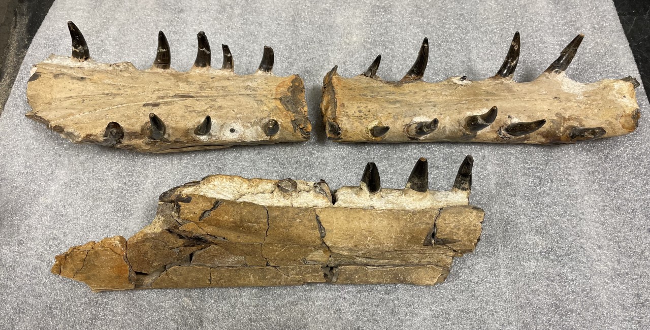 New Jersey State Museum on X: "#Museum30 Day 27: Broken Most of the fossils that are collected and brought to the NJSM are broken and need some repair. This 56 million yr
