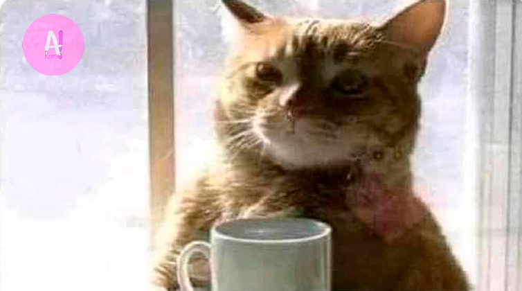 elespacioviral's tweet photo. Amo ese momento de la mañana antes de enojarme por cualquier cosa https://t.co/nTXcFb4qsg