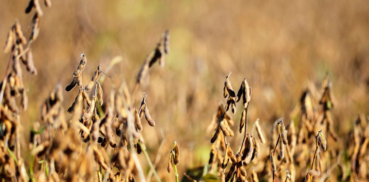 AcopiadoresCba's tweet photo. 🌱👨🌾#Agricultura: Fuerte presión impositiva a la #soja: los productores pagan casi 5 dólares de impuestos por cada 1 que ganan.
👉Esa fue la conclusión de un trabajo de @FundacionFada para #Acsoja. @clarinrural
👉https://t.co/krQcU0wrgw https://t.co/Hg8ZUnB4hT
